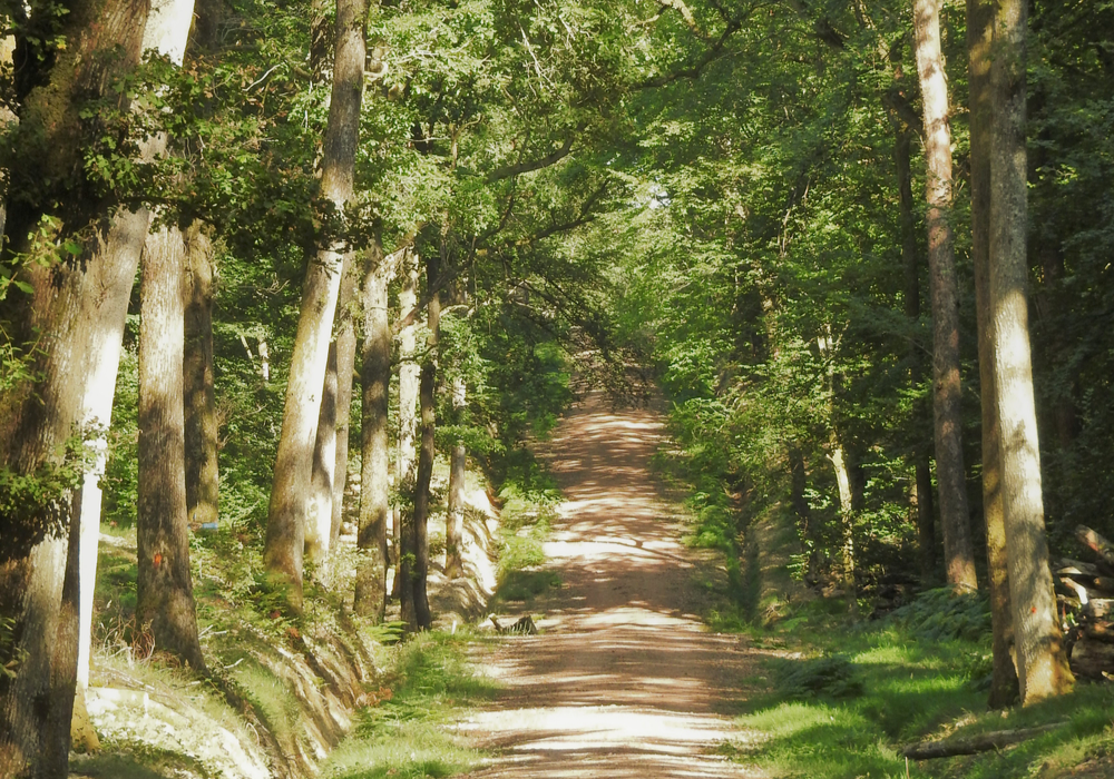 Chemin Forêt des Bertranges - ©CCLB