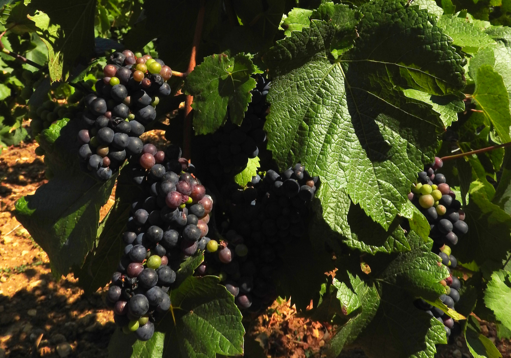 Grappes Vignes Saint-Lay ©CCLB