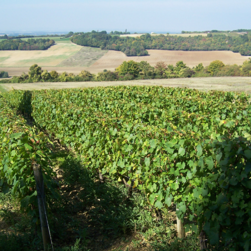 Viticulture La Celle-sur-Nièvre ©Pays Charitois