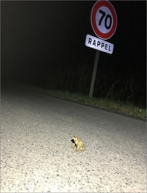 grenouille sur la route