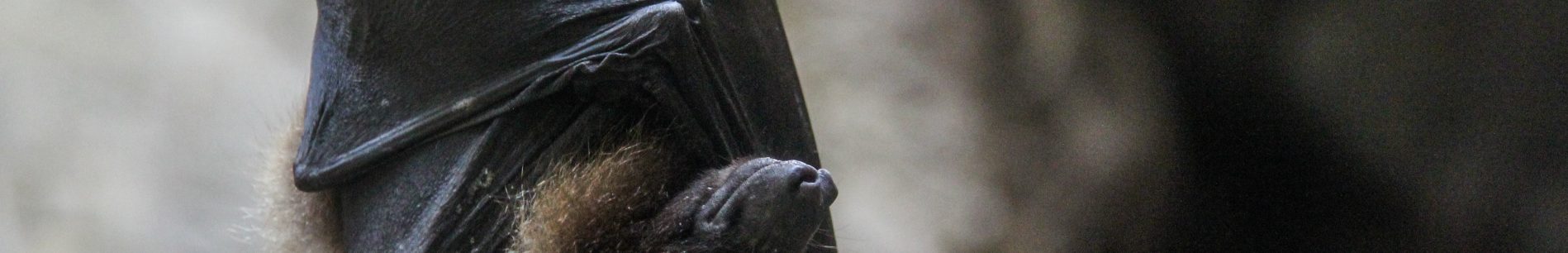 closeup-shot-of-sleeping-bat-wrapped-in-its-wings-min