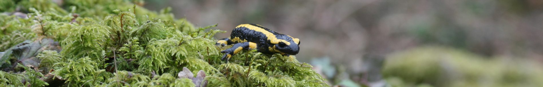 salamandre-tachetée (2)