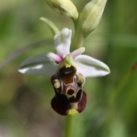 ophrys frelon (17)