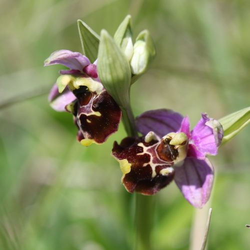 ophrys bourdon (7)